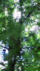 No One Noticed Single Mom Having A Heart Attack,Except This Handsome Doctor —Now, Love Has Arrived!