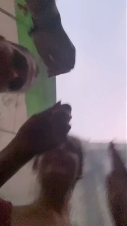 BRAZIL #2