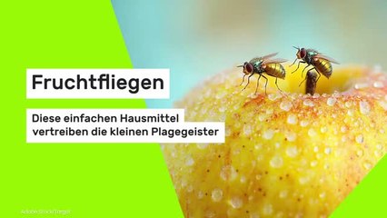 Fruchtfliegen: Diese einfachen Hausmittel vertreiben die kleinen Plagegeister