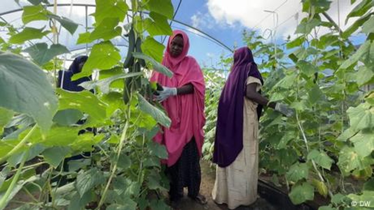 Farming without soil helps to tackle Somalia's hunger crisis