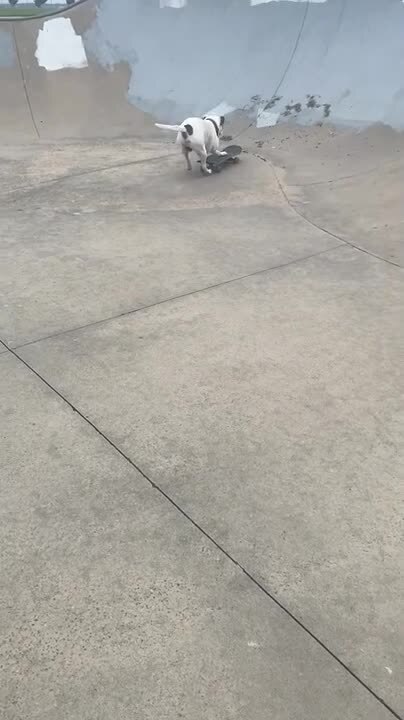 Three-Legged Dog Has Fun at Skate Park