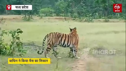 संजय टाइगर रिजर्व में मौसी मां ने किया भैंस का शिकार, ग्रामीणों ने खोई नींद