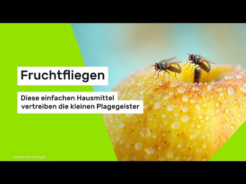 Fruchtfliegen: Diese einfachen Hausmittel vertreiben die kleinen Plagegeister