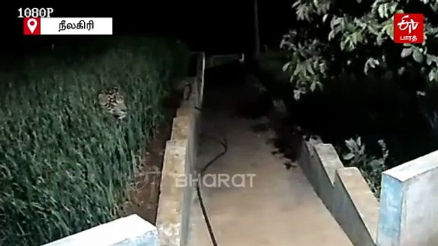 மீண்டும் மீண்டும் நீலகிரியை சுற்றி வரும் சிறுத்தைகள்: பொதுமக்கள் பீதி!