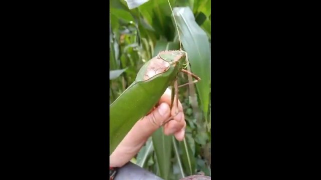 Les sauterelles en Malaisie c'est costaud