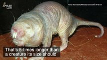 Why the Naked Mole Rat Could Hold the Key to Living Longer