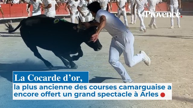 La Cocarde d'or, la plus ancienne des courses camarguaise a encore offert du spectacle