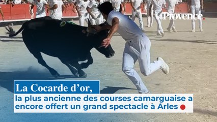 La Cocarde d'or, la plus ancienne des courses camarguaise a encore offert du spectacle