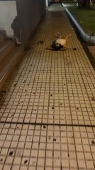 Running Woman Slips and Hits Head Hard