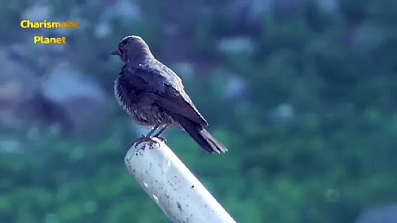 Rare Blue Rock Thrush Spotted in Kumrat Valley | Beautiful Morning Encounter