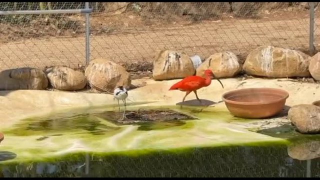 Forte Village, un parco naturale tra animali sardi e uccelli esotici