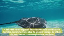 "Os 10 Animais Com As Picadas Mais Dolorosas Do Mundo"