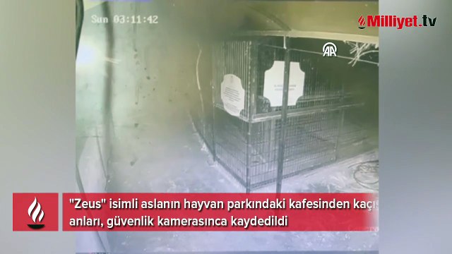 Manavgat'ta bir kişiyi yaralayan aslanın kafesinden kaçış anları kamerada
