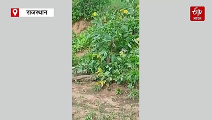 करौली में नाग-नागिन की अठखेलियां कैमरे में हुई कैद, देखिये वीडियो