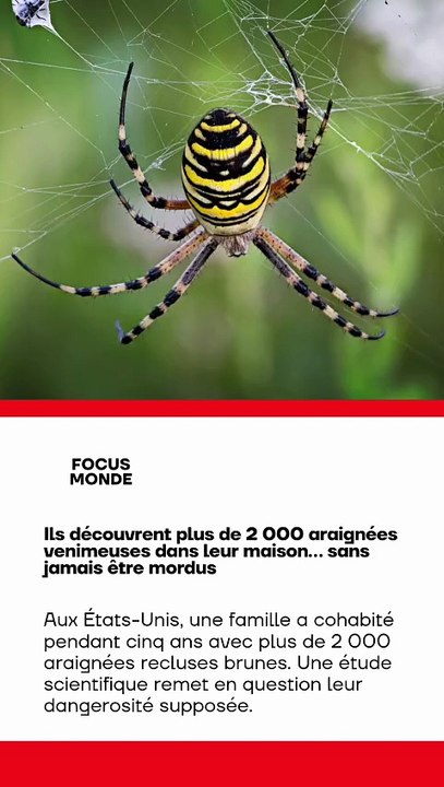 🚨 🏠🕷️ 2 000 araignées venimeuses dans une maison aux USA 😱 Et si nos peurs étaient… mal fondées ? 👉 Une histoire vraie qui va vous surprendre 📰