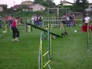 Agility st jean dardiere gpf Alpha