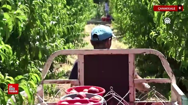 Coğrafi işaretli Lapseki şeftalisinde 70 ton civarı ihracat hedefleniyor