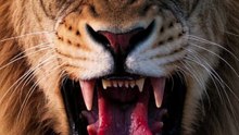 Why Lions Can't Purr + 7 Majestic Lion Facts You Didn't Know!
