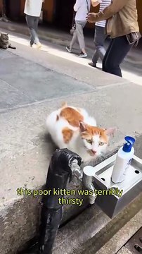 Kitten Waits for Water — What Happens Next Will Melt Your Heart #shorts #cat #kindness #wholesome