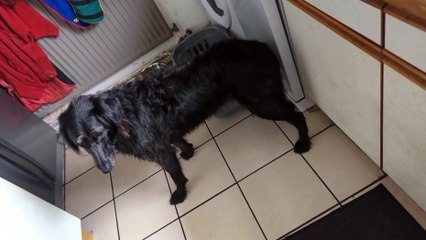 Dogs suffer toxic effects after eating human excrement near ‘drug den’ in Chesterfield