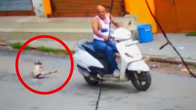 कुत्ते को स्कूटी से बांधकर घसीटा, वीडियो वायरल