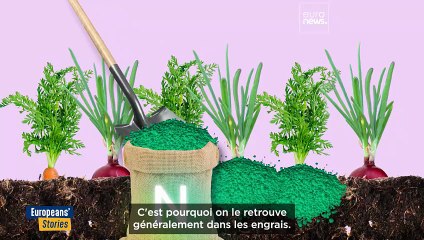 Trop de fumier : L'agriculture néerlandaise met à l’épreuve les objectifs écologiques de l'UE