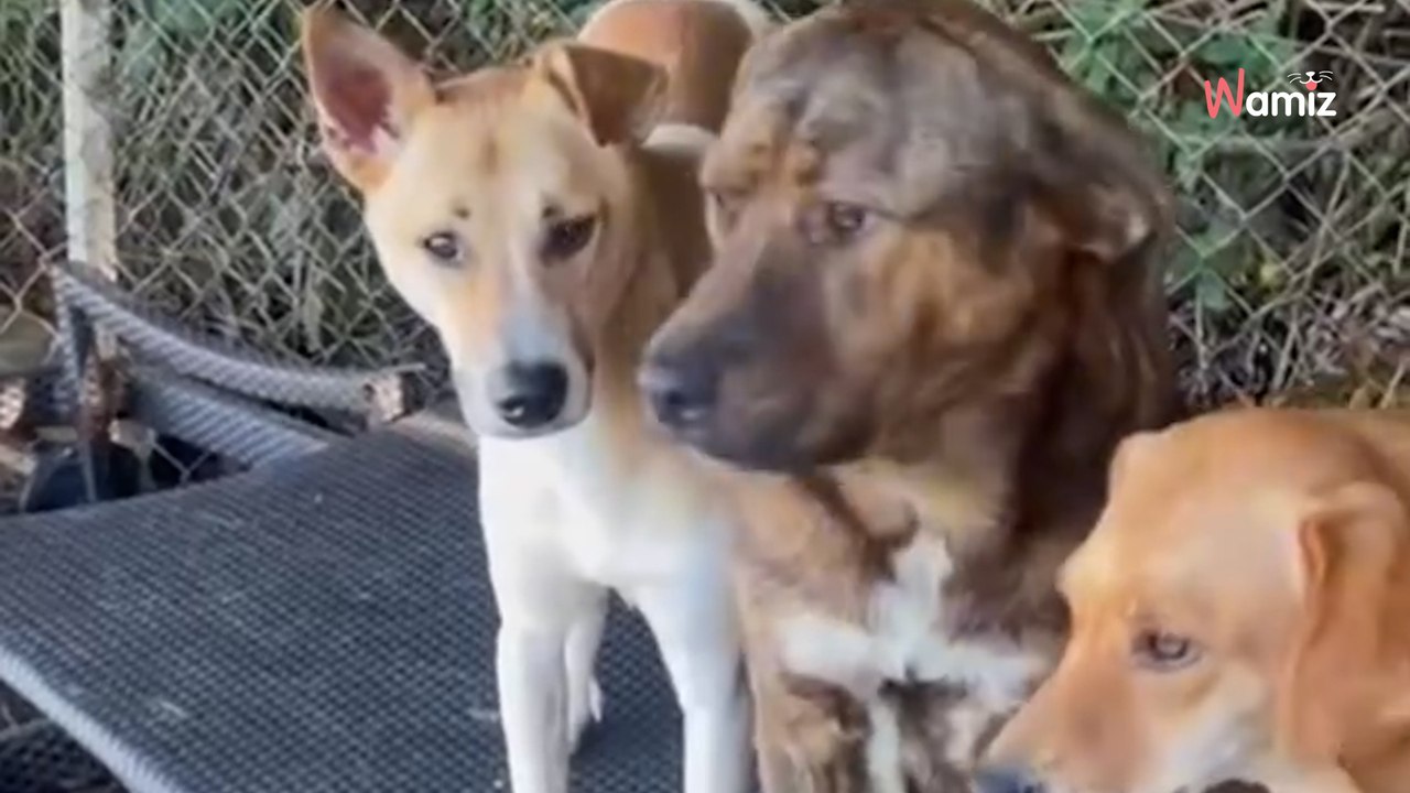 Adoptowane i zapomniane. Stowarzyszenie ratuje psy i nagrywa konfrontację z opiekunką (video)