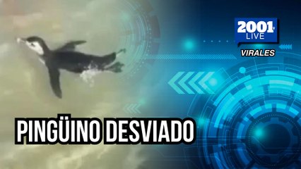 Pingüino sorprendió a bañistas en Río de Janeiro: se desvió por comida y terminó como turista