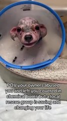Rescue Group Saves Dog From Abusive Owners