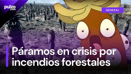 Incendios forestales en Colombia_ Páramo Berlín  fuertemente afectado | Pulzo
