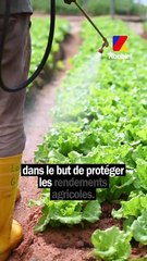 À voter : le grand retour de l’acétamipride, un insecticide dangereux pour la santé et l'environnement