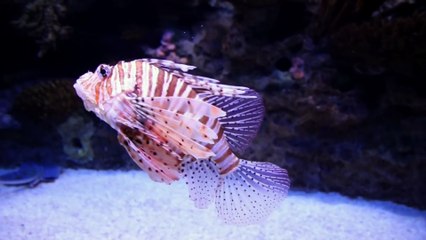 Os animais mais fofos do mundo N•69