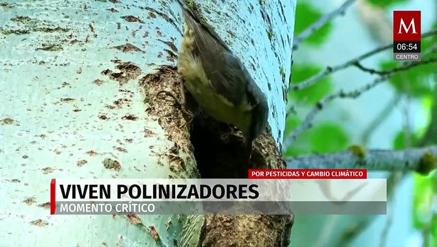 Polinizadores viven momento crítico por pesticidas y cambio climático