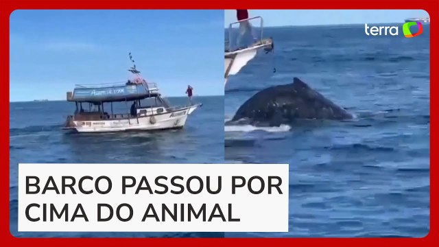 Baleia jubarte é atropelada por barco em praia no Arraial do Cabo