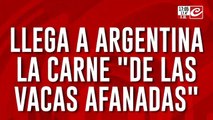 Roban vacas y las contrabandean a Brasil: las pasan por el río junto a los botes