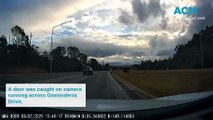 Watch: Deer runs across Ginninderra Drive. Footage supplied