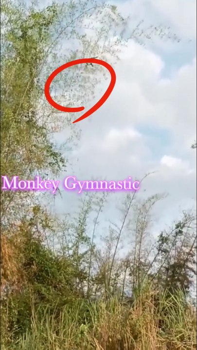 Monkey Gymnastic