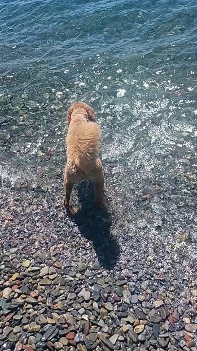Aria in the Waves