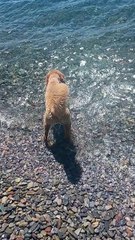 Aria's Confusion with the Wave 🌊