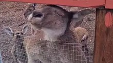 Kangaroo tales in Australia