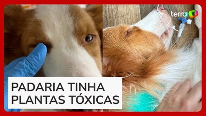 Cão convulsiona após intoxicação com plantas em área pet de padaria em SP
