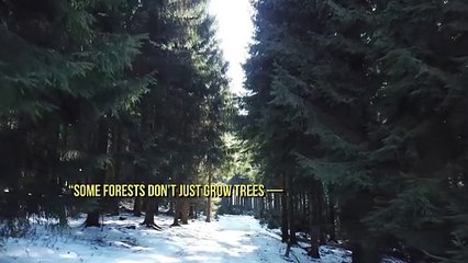 "Whispers of the Winter Forest"