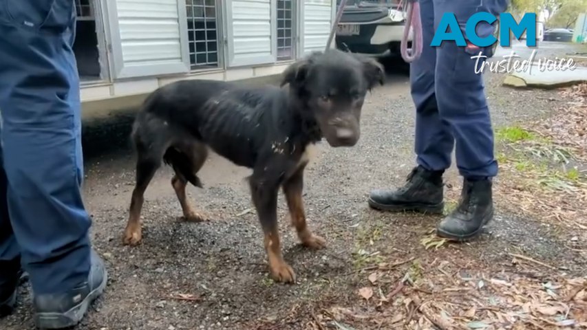 RSPCA rescued 131 animals in Victoria in just one week | Bendigo ...