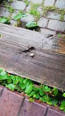 Finally Rain! 🌧 Even the Snails Are Celebrating! 🐌 #shorts