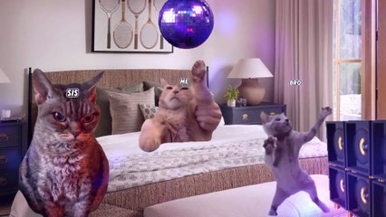 🐾 CAT MEMES: Vacation Trip to Norway 🇳🇴 | Funny Family Road Trip Compilation