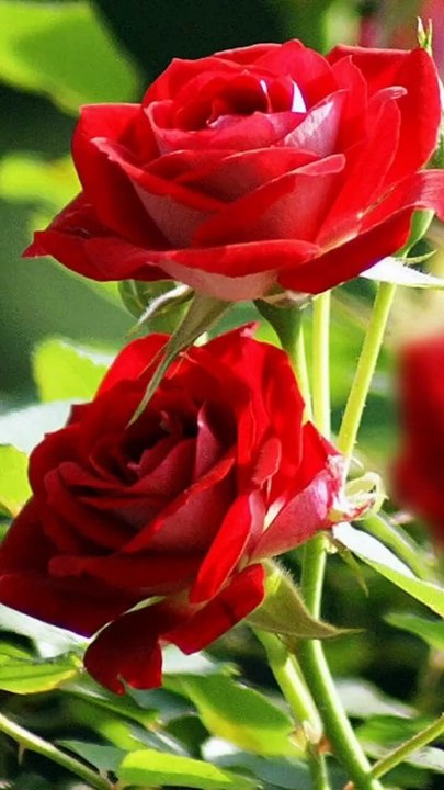 gulab hd wallpaper rose_beautiful red rose flower wallpaper