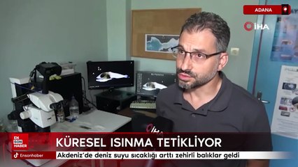 Akdeniz’de deniz suyu sıcaklığı arttı zehirli balıklar geldi