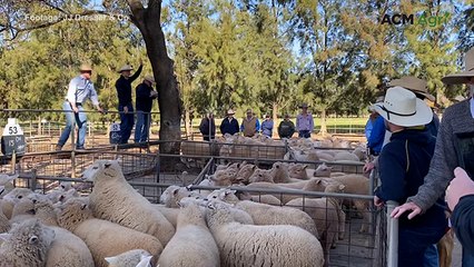 Record price for second-cross lambs at Cowra saleyards