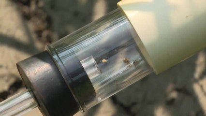 폭염에 전남지역 '멸구 떼' 급증...농작물 피해 우려 / YTN