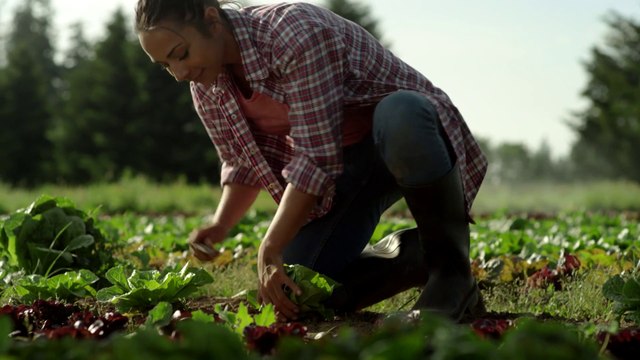 FAO, cruciale il ruolo dei giovani nei sistemi agroalimentari